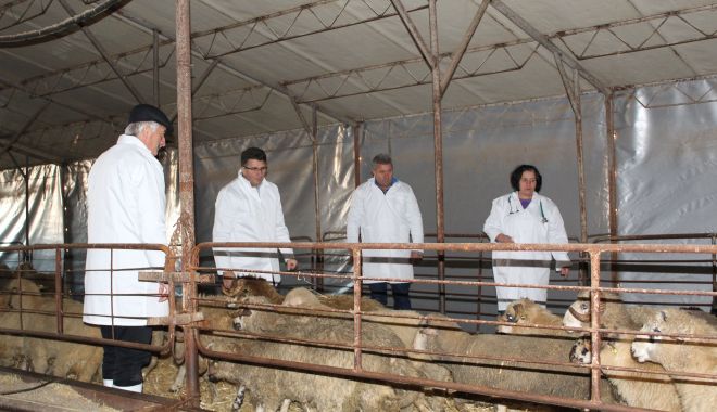 Oile salvate de pe nava eșuată în portul Midia mor pe capete! - oisalvate2-1575585823.jpg