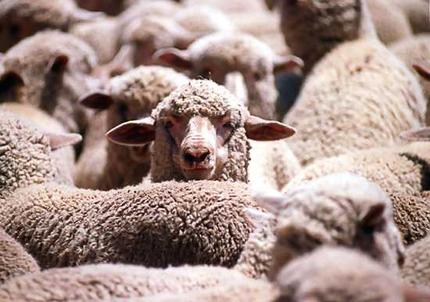 Subvenția pentru ovine și bovine s-ar putea majora cu 10 - 12% - oisubventieovinecaprine-1321868161.jpg