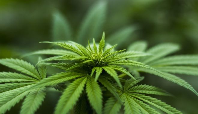 De ce vrea statul olandez să devină furnizor de marijuana pentru proprietarii de cafenele - olandamarijuana-1656339342.jpg