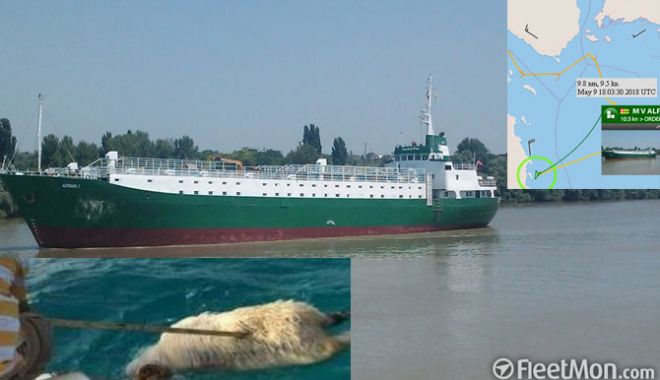 O navă cu oi românești a fost arestată - onavacuoiafostarestata-1526213240.jpg
