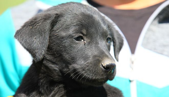 O nouă etapă de sterilizare a câinilor fără stăpân - onouaetapa-1623953390.jpg