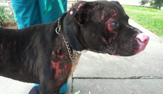 CĂȚELUL-EROU! A salvat un copil dintr-un incendiu devastator - oonyx570-1528810390.jpg