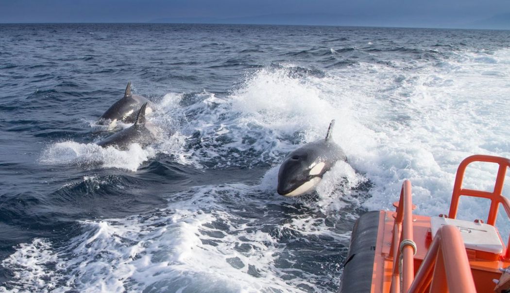 Un grup de orci a scufundat un iaht de 15 m în apropiere de Strâmtoarea Gibraltar