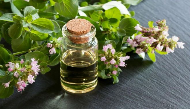 Uleiul de oregano, de folos în tratarea răcelilor și a gripei - oregano-1659446241.jpg