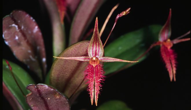 O nouă specie de orhidee a fost descoperită în jungla amazoniană din Peru - orhidee-1534345586.jpg