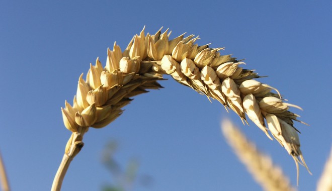 Ministerul Agriculturii vrea să crească subvențiile pentru orz și hamei - orz-1350993581.jpg