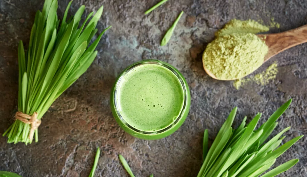 Orzul verde poate contribui la senzația de sațietate - orz-verde-1782035651.webp