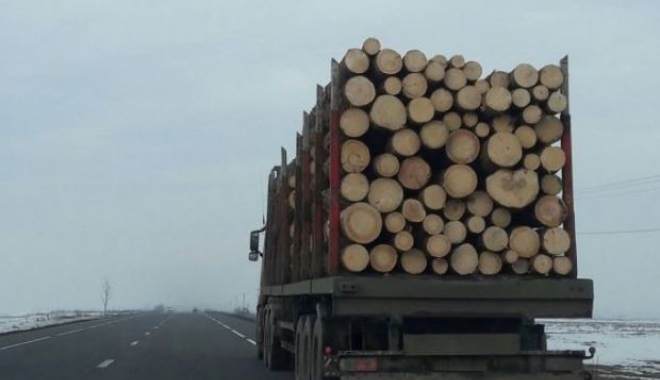 Tânără amendată pentru că a semnalat un posibil furt de lemne - otanaradiniasiafostamendatapentr-1510869395.jpg