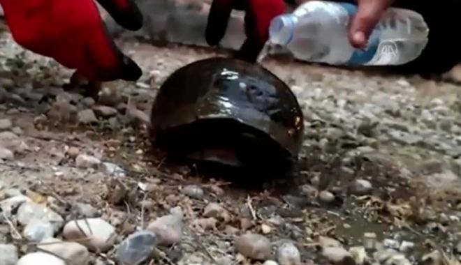 Imaginile zilei vin din Turcia. Pompierii au salvat o broască ţestoasă de sub cenuşă - otewyjg2nmfkmzayzjkxn2y1zjm2yzg5-1628410153.jpg