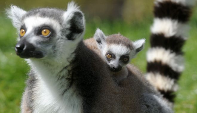 Digi24: Eveniment rar la grădina zoologică din Sibiu: O femelă lemurian a născut gemeni - otfmnmy4ymuyndzjngy3otm1mjixotux-1615454543.jpg