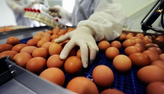Scandal alimentar: 4,3 milioane de ouă contaminate cu antibiotice, retrase de pe piață - oua-1529145414.jpg