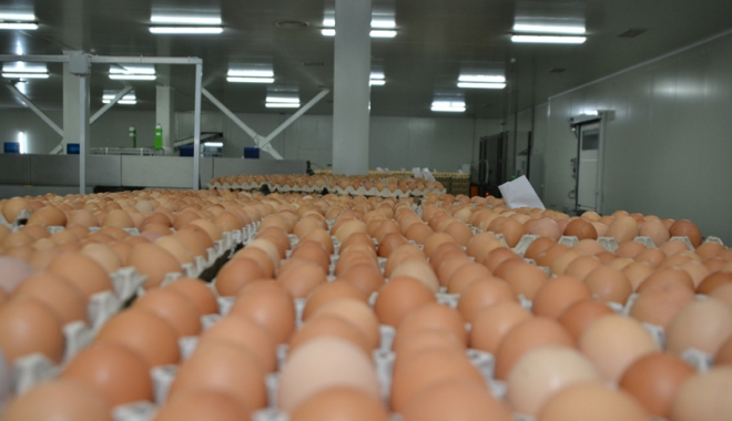 Ministrul Agriculturii din Germania, despre ouăle contaminate  din UE: 