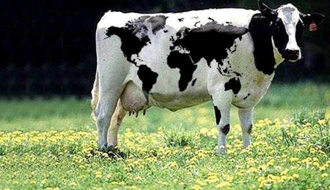 APIA Constanța / Producătorii de lapte și carne de vită din zonele defavorizate pot depune cereri de plată - ovaca-1344345968.jpg