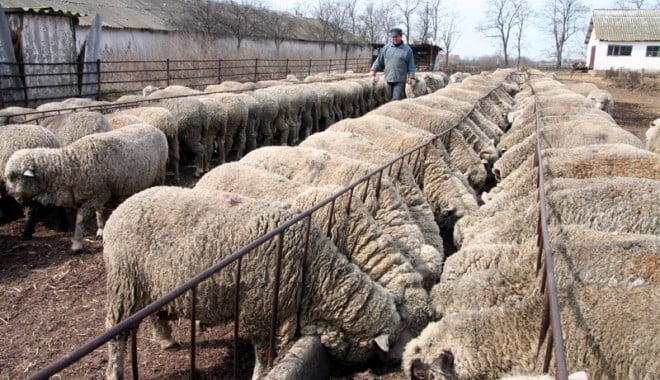 În mai încep controalele la crescătorii de ovine și caprine - ovine-1367011490.jpg