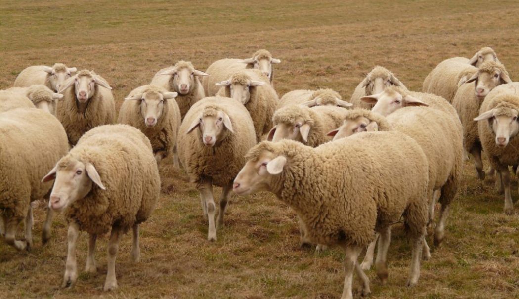 Focar de variolă ovină în județul Olt: 3.000 de animale vor fi sacrificate