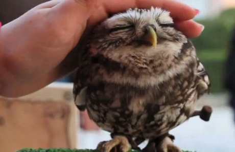 Cea mai simpatică bufniță, vedetă pe You Tube VIDEO - owl-1321800146.jpg