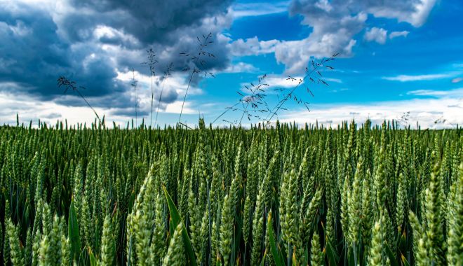 Miniștrii Agriculturii din România, Bulgaria, Ungaria, Polonia și Slovacia cer prelungirea restricțiilor pentru cerealele ucrainene