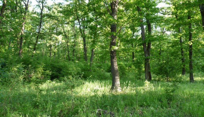 Câte păduri mai sunt în județul Constanța - padure-1331662431.jpg