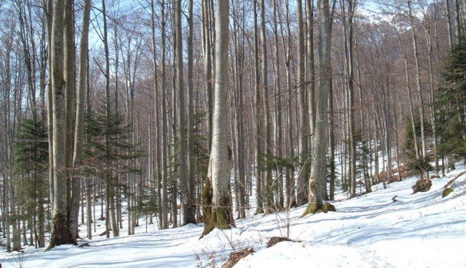 Iarna nu tocmai grea i-a ținut pe hoți departe de păduri - padure-1357675866.jpg