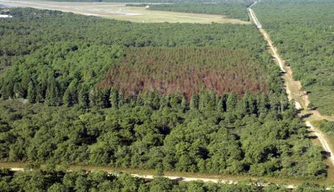 Record în materie de împăduriri - padure-1431859555.jpg
