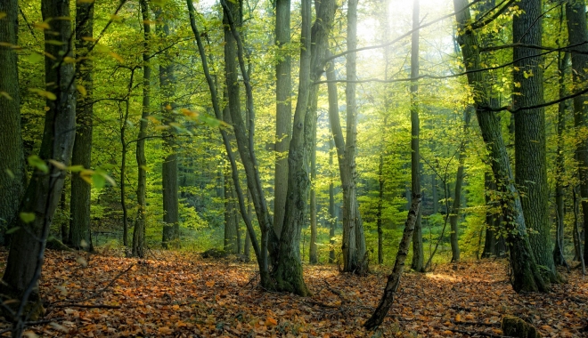 Pădurile private din România, păzite cu bani...de la stat - padure-1471356217.jpg