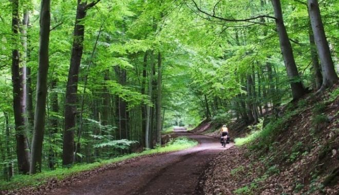 Fetiță de 13 ani, găsită moartă în pădure, la Telciu - padure-1632659169.jpg