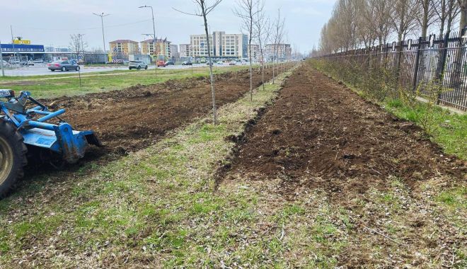 Constănţenii vor avea o nouă pădure urbană, pe bulevardul Aurel Vlaicu