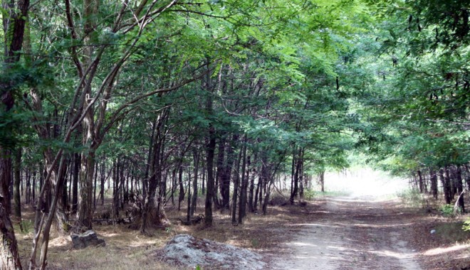 500 de hectare se împăduresc, anul acesta, la Constanța - padure8-1362668061.jpg