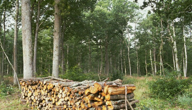 INS / Peste 1,5 milioane metri cubi de lemn, exploatat în sud - estul țării, anul trecut - padurelemn-1380186616.jpg