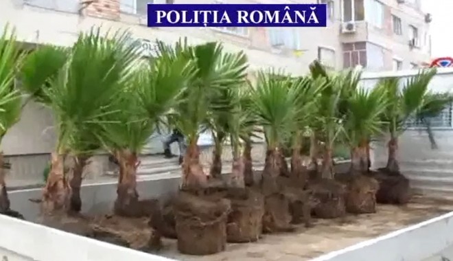Palmierii furați din parcul din Eforie Sud, estimați la peste 3.500 de lei - palmieri-1339059363.jpg