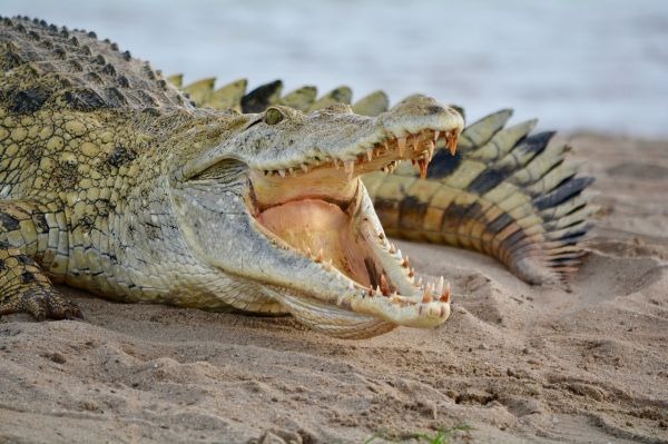 Pantofii din piele de crocodil - pantofii-din-piele-de-crocodil-1728924207.jpeg