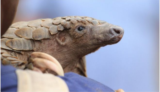 O nouă specie de pangolin, cea mai veche din Europa, descoperită în România. A fost botezată ”Smutsia olteniensis” - papagal-1641916874.jpg