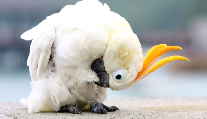 Papagalii germanilor în cel de-al doilea război mondial - papagalii-1579699638.jpg