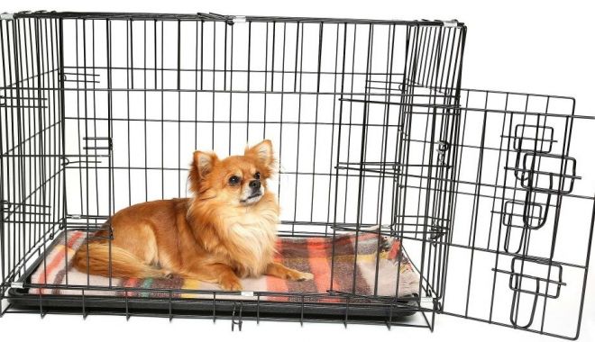 Parlamentarii europeni vor combaterea comerțului ilegal de animale de companie - parlamentariieuropenivorcombater-1580246225.jpg