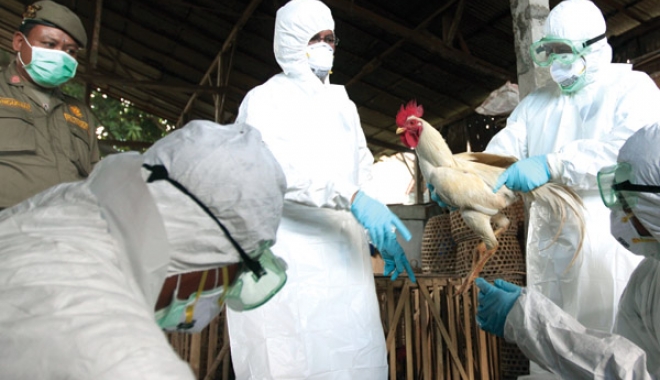 GRIPĂ AVIARĂ LA CONSTANȚA / Crește numărul animalelor găsite moarte. Centrul Local de Combatere a Bolilor, ACTIVAT - pasari-1480347189.jpg