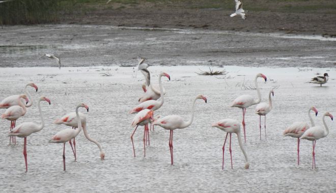 Ce frumuseţe! Păsări flamingo, pe lacurile din Constanţa - pasari-1622050121.jpg