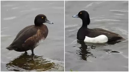 Păsări extrem de rare, venite tocmai din Scandinavia sau Siberia, au fost observate la noi în țară