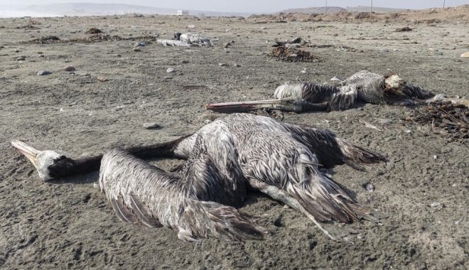 Aproape 22.000 de păsări marine, găsite moarte în Peru din cauza gripei aviare - pasarimoarte-1670348078.jpg