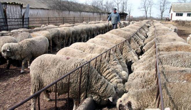 Patron iordanian ce făcea afaceri cu ovine, anchetat de Poliția Constanța - patroniordanianovine-1428509362.jpg