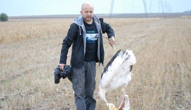 Pelicani uciși de liniile de înaltă tensiune - pelicanb10da058a8-1319835757.jpg