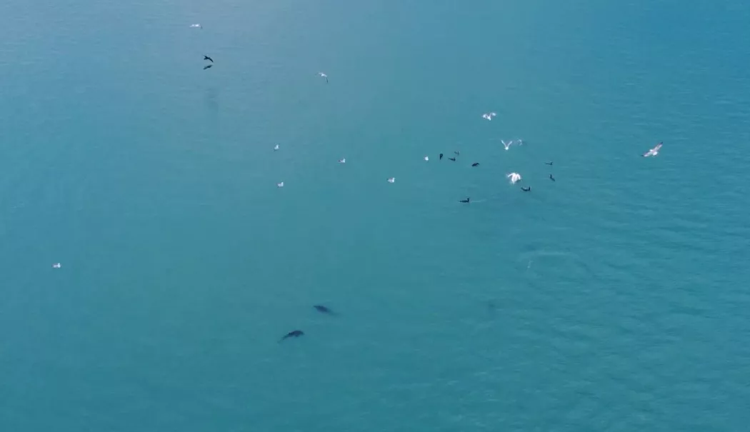 Spectacol pe litoral! Delfini aproape de mal și pelicani pe Lacul Tăbăcărie