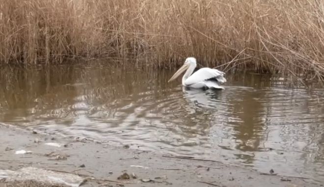 Administraţia Rezervaţiei Biosferei Delta Dunării: "Zonele de cuibărit pentru pelicani creţi, populate de păsări"