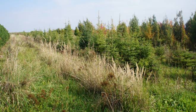 Perdelele forestiere, salvarea culturilor agricole - perdeleleforestiere-1419776269.jpg