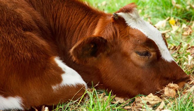 Pericol pentru animale. A reapărut un virus periculos - pericolpentruanimale-1610622203.jpg