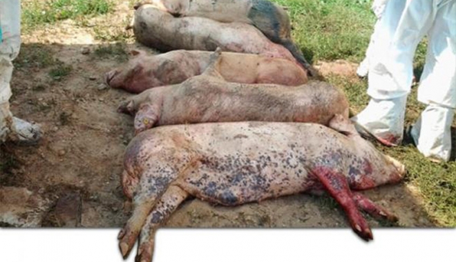 Pericolul pestei porcine necesită intervenția Guvernului - pericolulpesteiporcine-1501683648.jpg