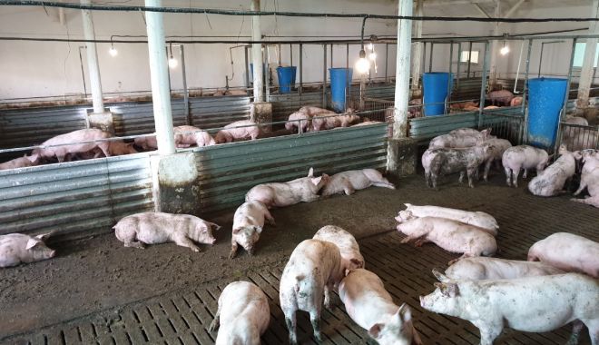 Perioada în care se pot depune cererile de plată pentru bunăstarea animalelor - perioadaincaresepotdepunecereril-1644947899.jpg