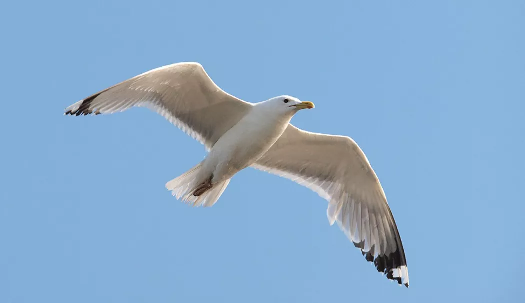 A decapitat un pescăruș pentru că i-ar fi deranjat copilul! Bărbat condamnat la închisoare - pescarus-1773841792.webp
