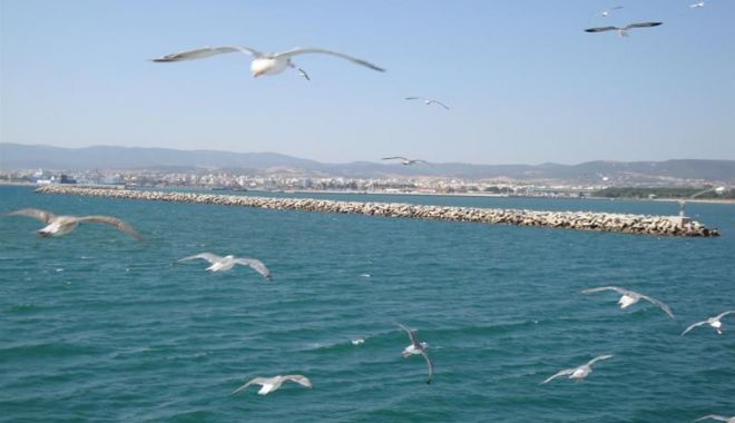 CAZ INCREDIBIL! Pescărușii au băut alcoolul abandonat pe plajă: 