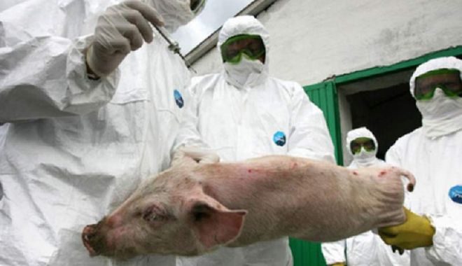 Alertă de pestă porcină! DSV Constanța ia măsuri - pesta-1518691547.jpg