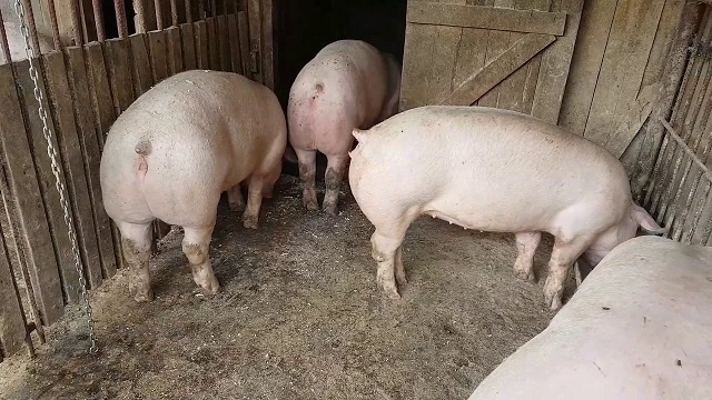 ANSVSA anunță peste 700 de focare de pestă porcină africană în 10 județe. Au fost ucise 120.000 de animale - pesta-1534946238.jpg